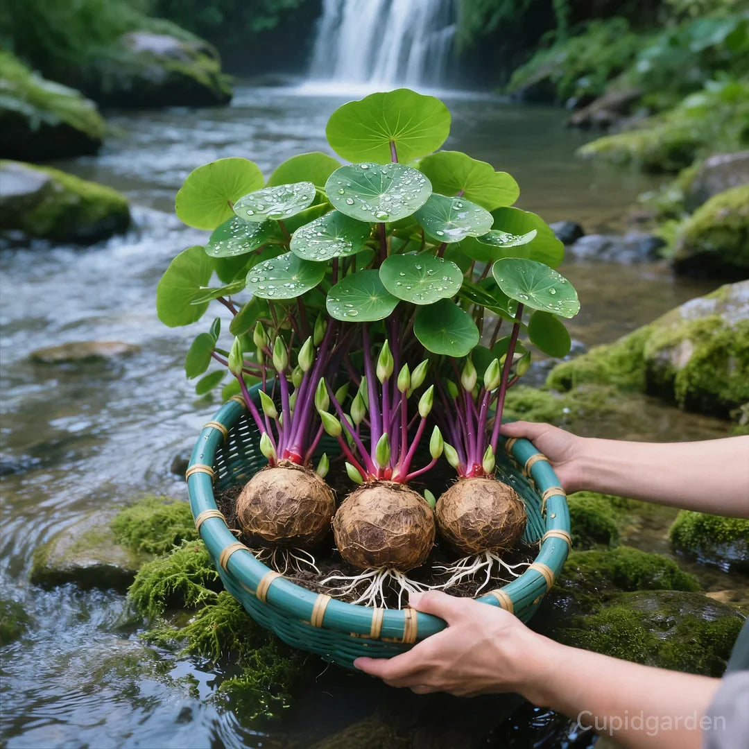 NatureNest – Punainen rottinki Stephania Erecta -huonekasvi