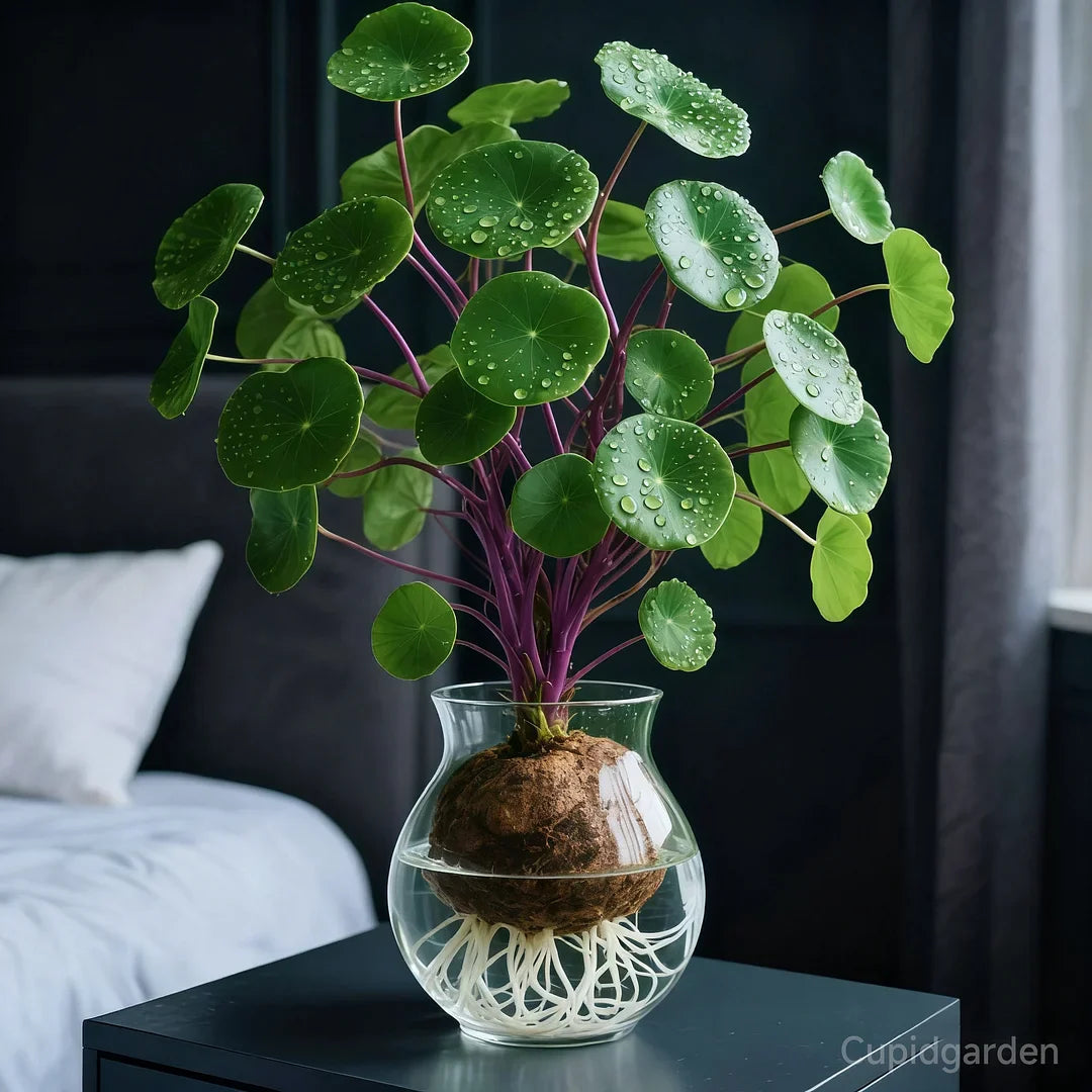 NatureNest – Punainen rottinki Stephania Erecta -huonekasvi