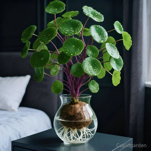NatureNest – Punainen rottinki Stephania Erecta -huonekasvi
