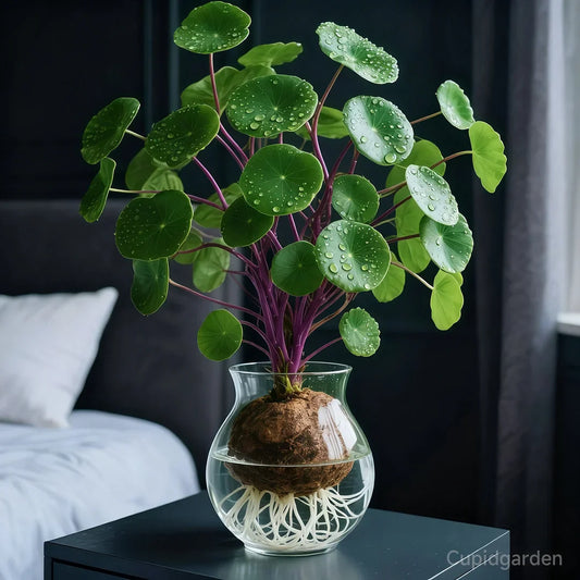NatureNest – Punainen rottinki Stephania Erecta -huonekasvi